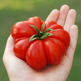 Semillas Tomate Costoluto Di Parma! El Original De Italia!
