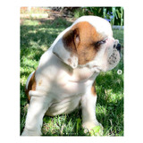 Cachorros Bulldog Ingles Inscritos Criadero Vom Hause Hoger