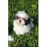 Shih Tzu Machinho Belo Filhote