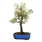 Bonsai Pyracantha 17 Anos Fotos Reais Vaso Porcelana Vietna