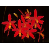 Orquídea Laelia Milleri
