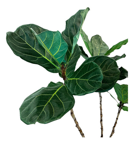 Ficus Pandurata Lyrata - Planta De Interior 