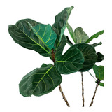 Ficus Pandurata Lyrata - Planta De Interior 