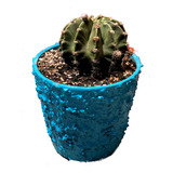 Cactus Echinopsis Maceta