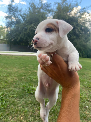 Cachorros Jack Russell Puros Insta Catifernandezvaldes