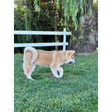 Cachorra Akita Inu Inscrita Kennel Club De Chile