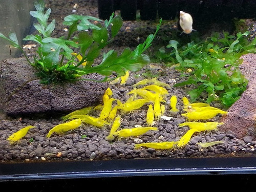 5 Neocaridinas Yellow  Acuario Pecera