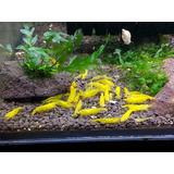 5 Neocaridinas Yellow  Acuario Pecera