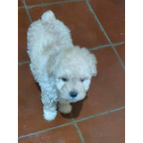 Cachorros French Poodle Inigualables Miniatura 