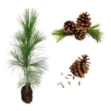 Excelente Muda De Pinus Elliottii - Pinheiro Americano