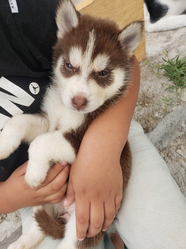 Cachorros Husky 