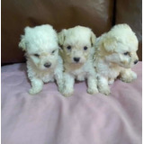 French Poodle Tacita De Tee Hembra Y Macho