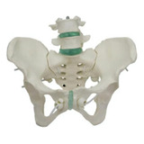 Esqueleto Pélvico Feminino Flexível Com Vértebra Lombar