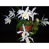 Orquídea Coelogyne Cristata