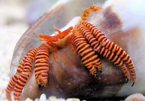 Invertebrado Marino - Ciliopagurus Strigatus