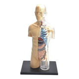 Anatomia Do Corpo Humano - Torso Transparente - 4d Mastermed