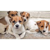 Cachorros Jack Russell!!