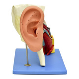 Modelo Anatómico Gigante De Oído Estudiantes Zeigen Medicina
