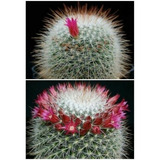 Semillas De Cactus Mammillaria Bella Rara Coleccion Exotica