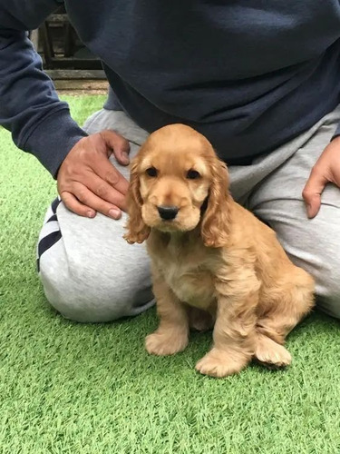 Cachorro Cocker Spaniel 10