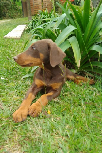 Perro Doberman Precio Oferta Especial