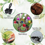 30 Semillas Cactus + Mini Kit De Germinación