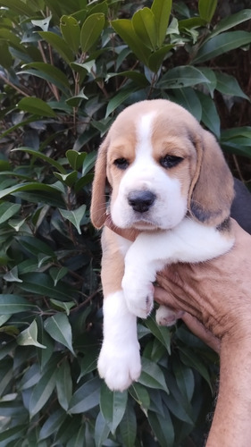 Beagle Filhotes Lindos E Saudáveis 