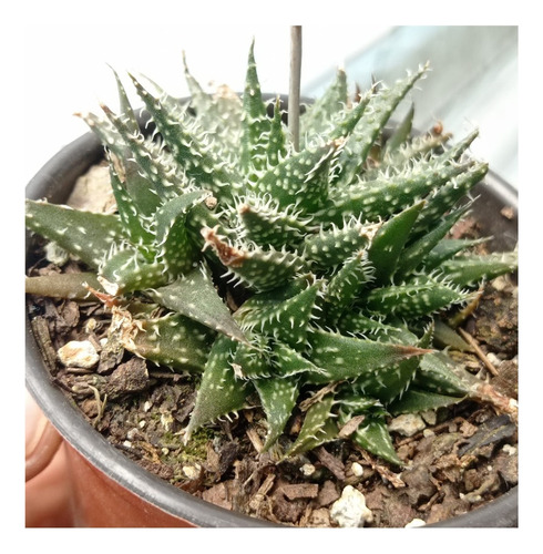 Aloe Haworthoides Suculenta Exotica Cactus + Regalo Sorpresa