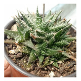 Aloe Haworthoides Suculenta Exotica Cactus + Regalo Sorpresa