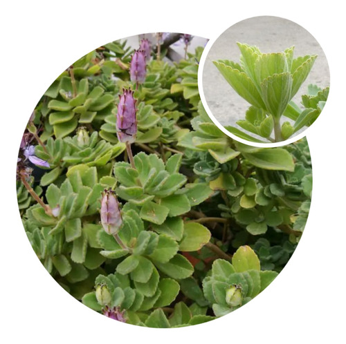 5 Esquejes Semillas De Suculenta Plectranthus Neochilus