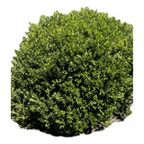 X50 Buxus Plantas Cerco Vivo Buxus Arbusto Perimetral Oferta