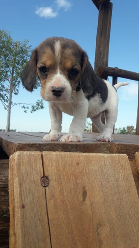 Beagle Macho Tricolor