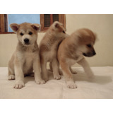 Akita Inu Filhotes Lindos Com Garantia Racial E De Saúde 