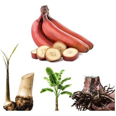 Raiz O Rizoma De Platano Rojo Para Sembrar 1pza