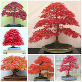 Arce Rojo Japonés 10 Unds. Acer Palmatum Bonsái U Ornamental