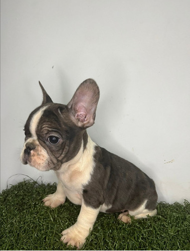 Cachorro Bulldog Francés Pied Black Merle 