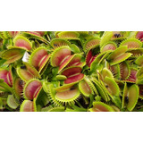 40 Sementes Planta Carnivora Venus Flytrap Dionaea Muscipula