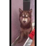 Vendo Husky Siberiano 