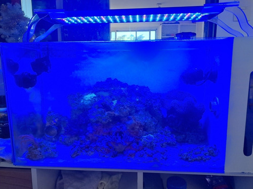 Acuario Marino 80x40x45. Se Venden Artículos Por Separado. 