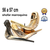 Shofar Chifre De Carneiro De Tocar Raro + Brinde - De Israel