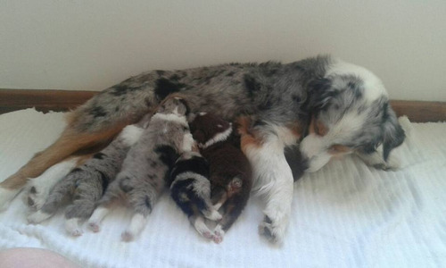 Bellos Cachorros Pastor Ovejero Australiano