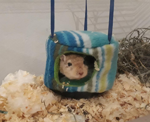 Casitas Para Hamster Rusos Topitos, Ratas, Jerbos