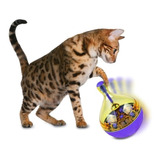 Juguete Dispenser Alimento Gatos Snack Shaking Mascotas