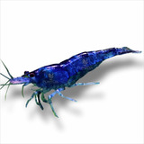 Neocaridina Azul Gambas Blue