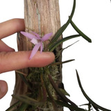 Mini Micro Orquídea Exótica Coleção Rara Leptotes Unicolor