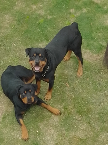  Cachorros Rottwailer