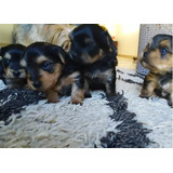 Cachorros Yorkshire Terrier Minis 