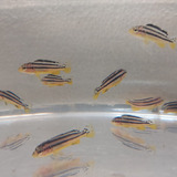 Melanochromis Auratus. Oferta X 5 Crías!! Cíclidos Africanos