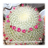 Semillas De Cactus Suculentas Mammillaria Muehlenpfordtii