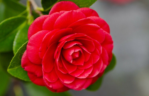 Semillas De Flor Camelia Roja Doble Envío A Todo Chile